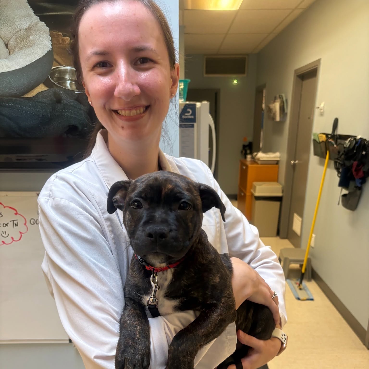 white rock vet holding puppy surrey bc